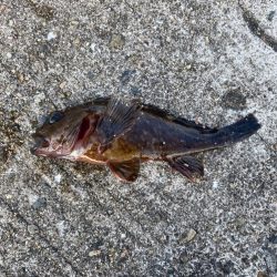 ガシラ釣り好調！